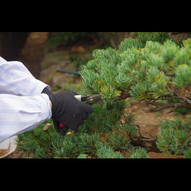 飯塚市で松づみをお考えなら庭喜屋有限会社へ