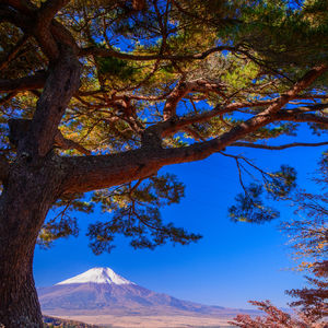 飯塚市で大木の手入れをするなら庭喜屋有限会社へ