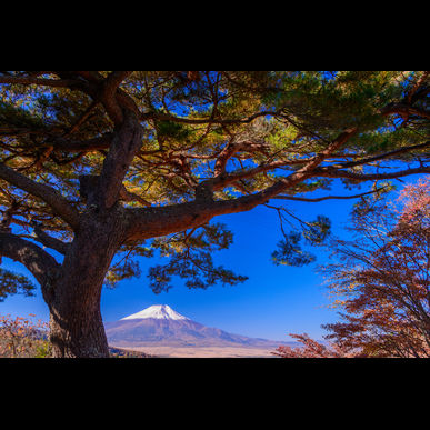 飯塚市で大木の手入れをするなら庭喜屋有限会社へ