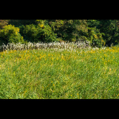 飯塚市で除草をするなら庭喜屋有限会社をご利用ください